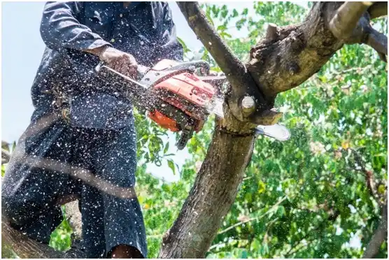 tree services Four Corners